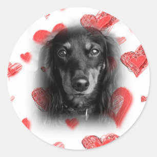 Dachshund with Red Hearts Classic Round Sticker