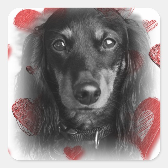 Dachshund with Red Hearts Square Sticker (Front)