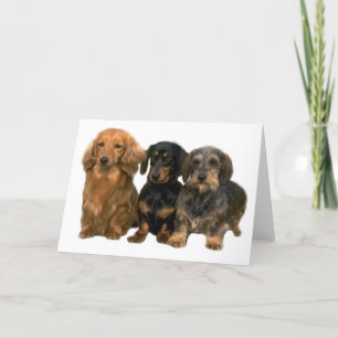 Dachshunds Card