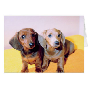 Dachsund Puppies