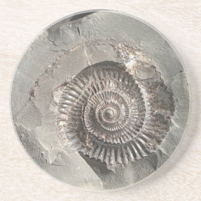 Dactylioceras ammonite in rock coaster (Front)