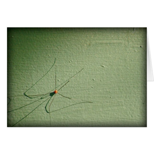 Daddy Long Jambes (Devant Horizontal)