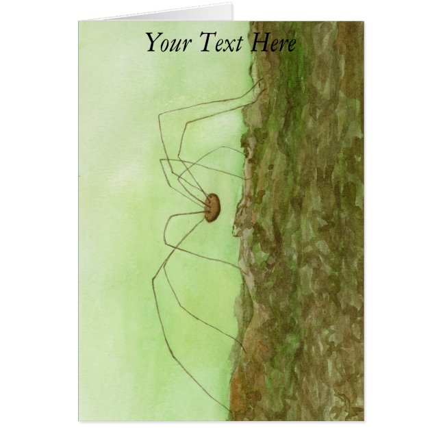 Daddy Long Legs (Front)