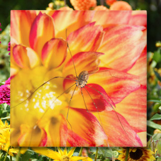 Daddy Long Legs On Yellow Red Dahlia Magnet