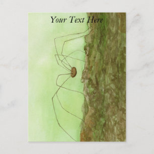Daddy Long Legs Postcard