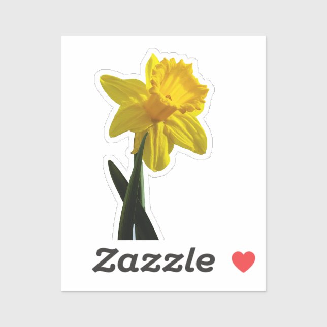 Daffodil  (Sheet)