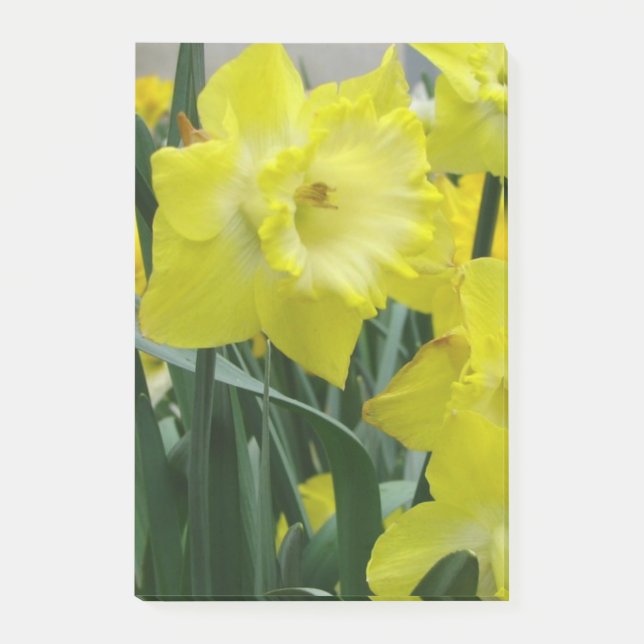 daffodil-22.JPG Post-it Notes (Front)