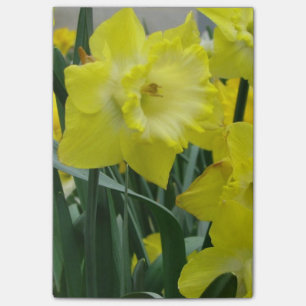 daffodil-22.JPG Post-it Notes