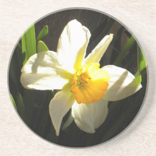 Daffodil at Daybreak Coaster