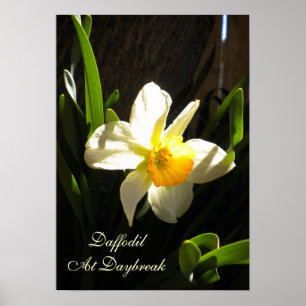 Daffodil At Daybreak Poster