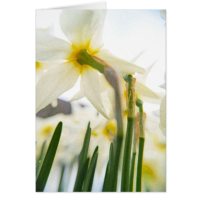 daffodil audience (Front)