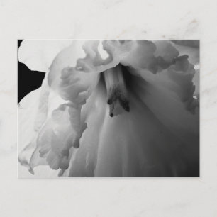 Daffodil Black and White Photography Postcard