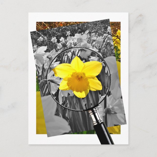 Daffodil - Blaise Castle Postcard (Front)