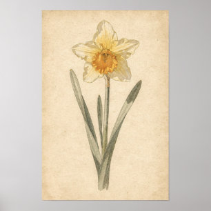 Daffodil Botanical Print