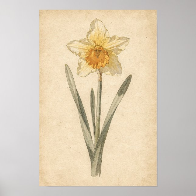 Daffodil Botanical Print (Front)