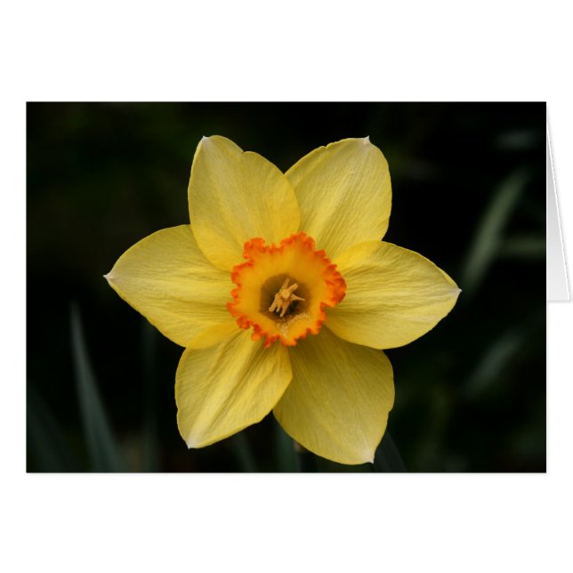 "daffodil" by Larry Coressel (Front Horizontal)