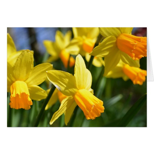 Daffodil Card