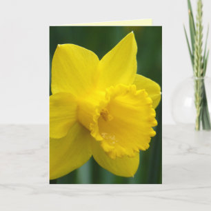 Daffodil Cards Personalized Daffodil Flower Cards
