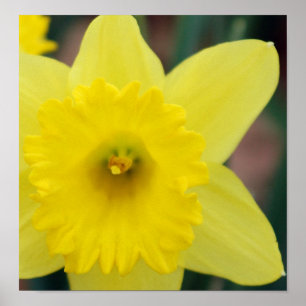 Daffodil close-up poster