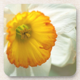 Daffodil Coaster
