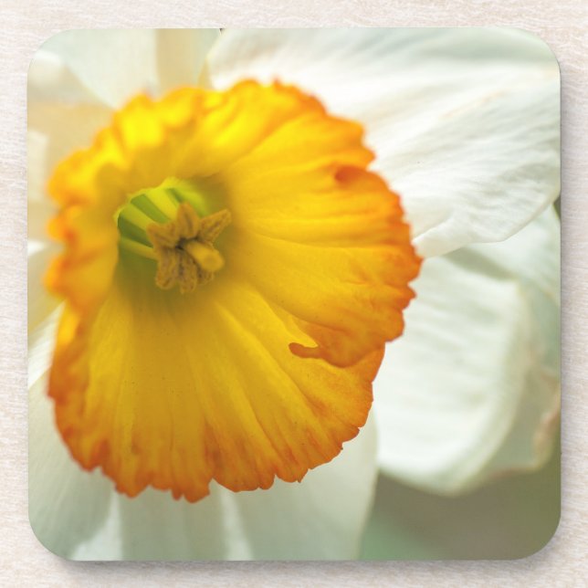 Daffodil Coaster (Front)