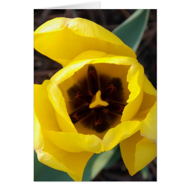 Daffodil Daze (Devant)