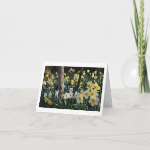 Daffodil Dell: Cheshire, England Card