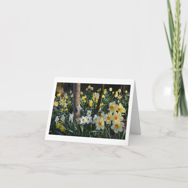 Daffodil Dell: Cheshire, England  Card (Front)