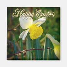 Daffodil & Easter wishes