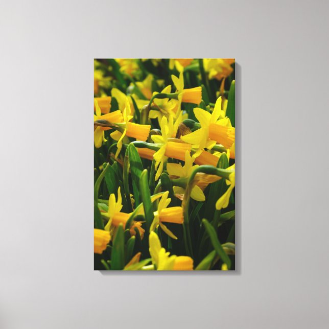 Daffodil Family Canvas Print (Front)