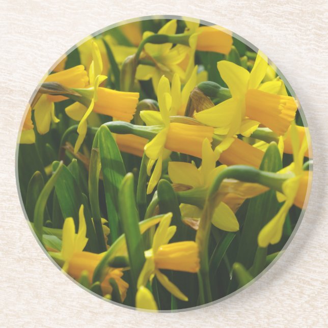 Daffodil Family Coaster (Front)