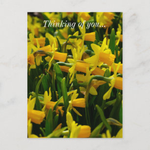 Daffodil Family Thinking Of You Postcard