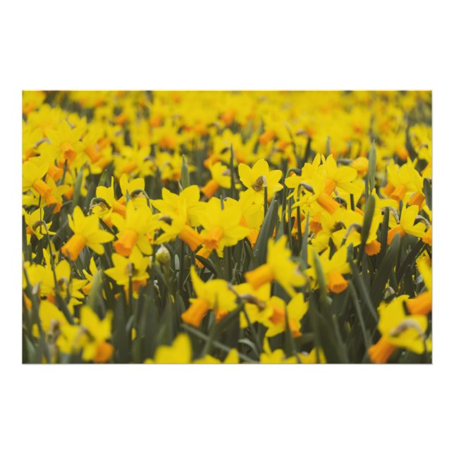 Daffodil Field Photo Print (Front)