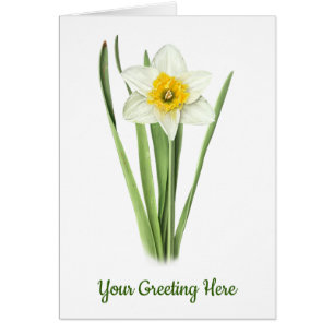 Daffodil Flower