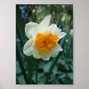 Daffodil Flower Poster