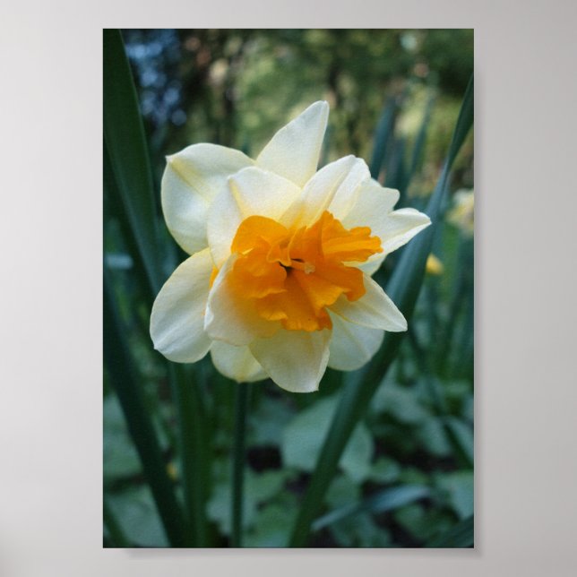 Daffodil Flower Poster (Front)