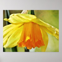 Daffodil Flower Yellow Photographic Art Print