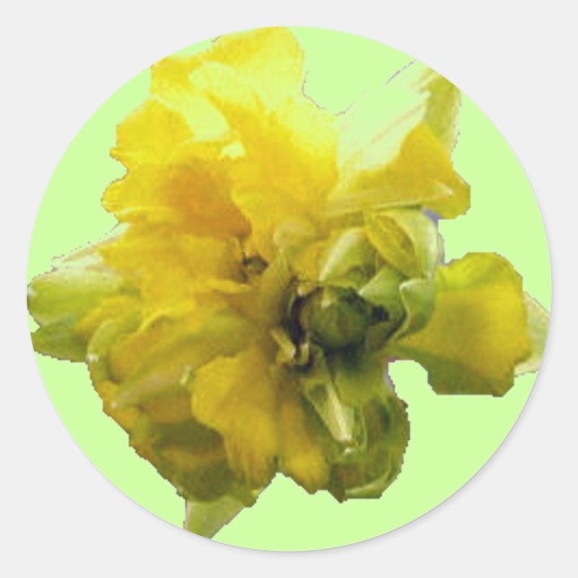 Daffodil Hi Sticker (Front)