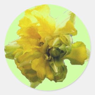 Daffodil Hi Sticker