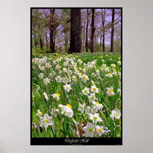 Daffodil Hill Poster