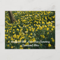 Daffodil Hill - Sunlit Yellow and White Flowers