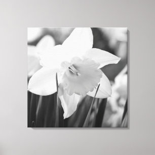 Daffodil in black and white canvas print