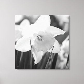 Daffodil in black and white canvas print