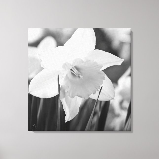 Daffodil in black and white canvas print (Front)