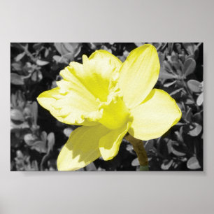 Daffodil In Bloom Poster
