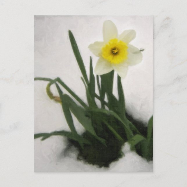 Daffodil in Snow Postcard (Front)