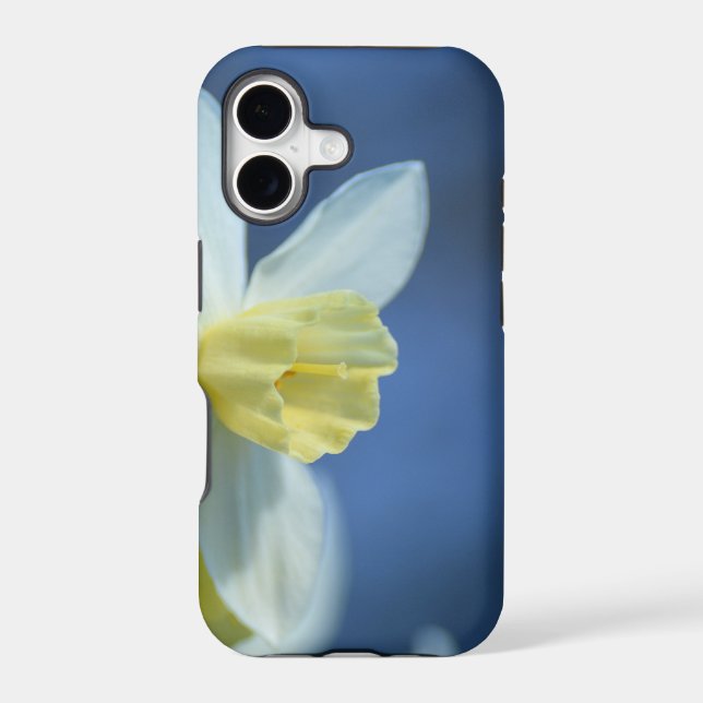 Daffodil in Spring (Back)