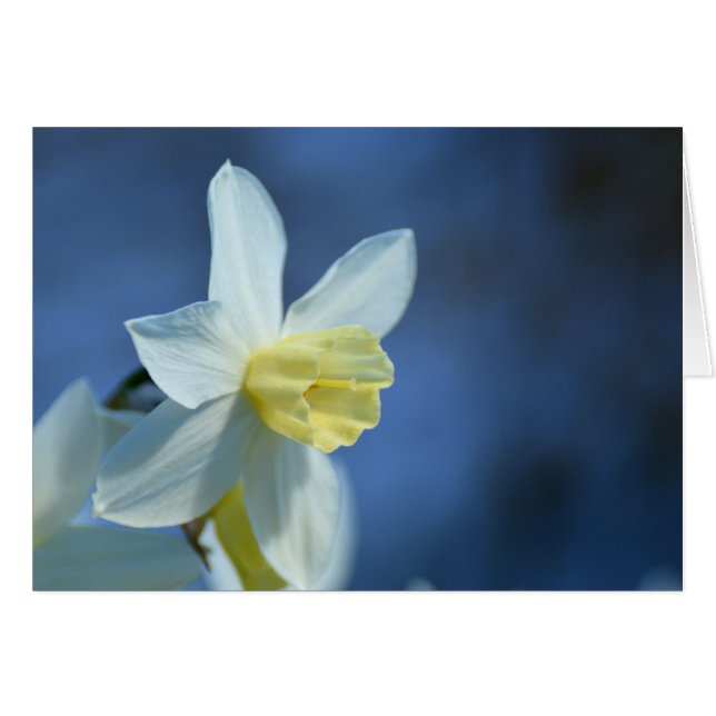 Daffodil in Spring (Front Horizontal)