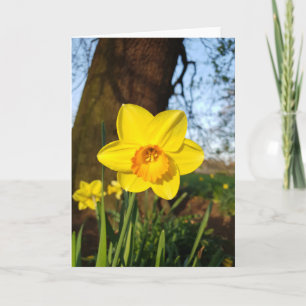 Daffodil in the Park Card