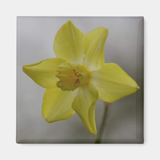 Daffodil Magnet (Front)